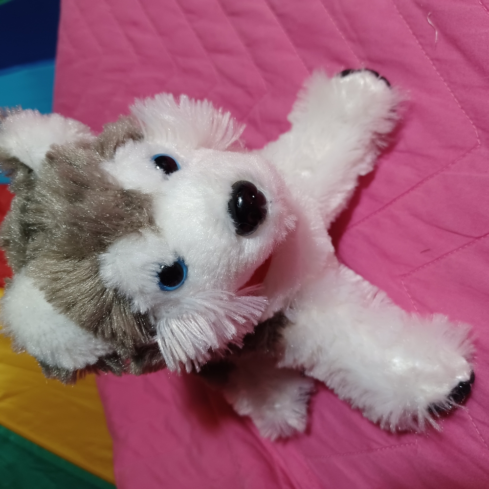 Husky Dog Plyshie - Picture 2 of 11